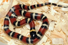 Mexican Milk Snake. Lampropeltis triangulum annulata