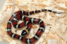 Mexican Milk Snake. Lampropeltis triangulum annulata
