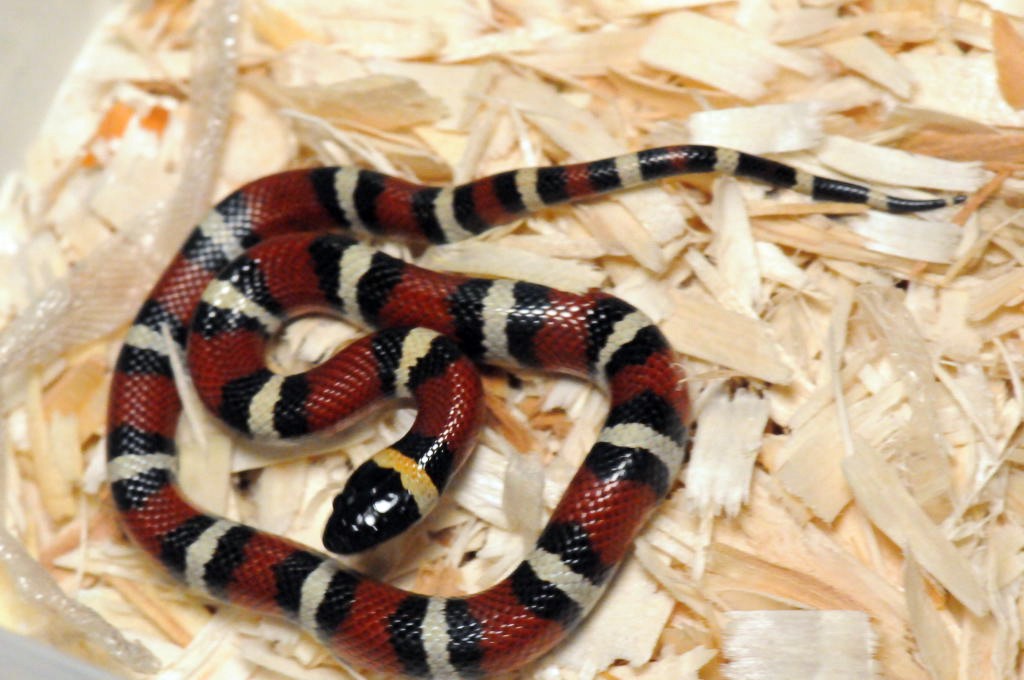 Mexican Milk Snake. Lampropeltis triangulum annulata