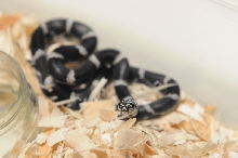 Eastern Kingsnake, Chain Kingsnake, Lampropeltis getula getula, Currituck C