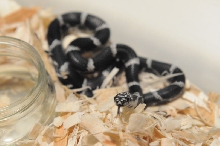 Eastern Kingsnake, Chain Kingsnake, Lampropeltis getula getula, Currituck C
