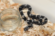 Eastern Kingsnake, Chain Kingsnake, Lampropeltis getula getula, Currituck C