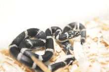 Eastern Kingsnake, Chain Kingsnake, Lampropeltis getula getula, Currituck C