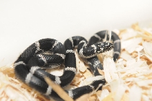 Eastern Kingsnake, Chain Kingsnake, Lampropeltis getula getula, Currituck C