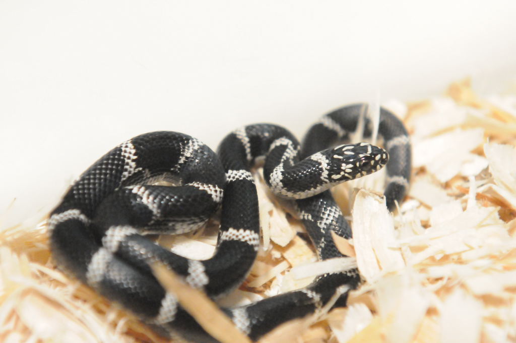 Eastern Kingsnake, Chain Kingsnake, Lampropeltis getula getula, Currituck C