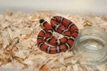 Atlantic Central American Milk Snake, Lampropeltis triangulum polyzona