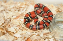 Atlantic Central American Milk Snake, Lampropeltis triangulum polyzona