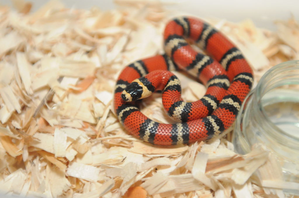 Atlantic Central American Milk Snake, Lampropeltis triangulum polyzona