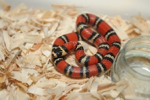 Atlantic Central American Milk Snake, Lampropeltis triangulum polyzona