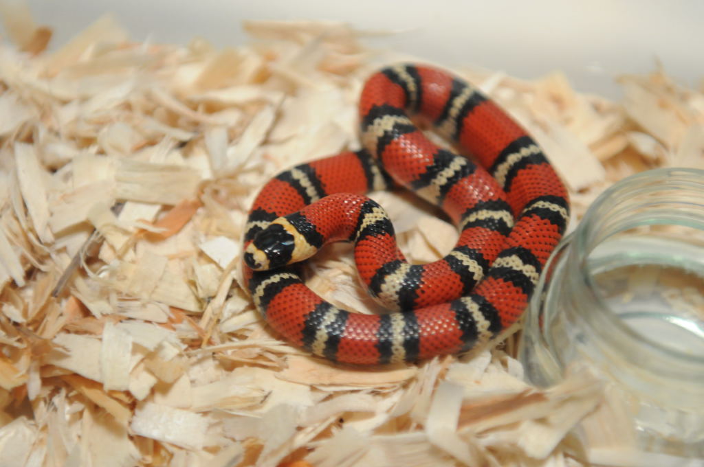 Atlantic Central American Milk Snake, Lampropeltis triangulum polyzona