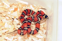 Atlantic Central American Milk Snake, Lampropeltis triangulum polyzona