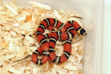 Atlantic Central American Milk Snake, Lampropeltis triangulum polyzona