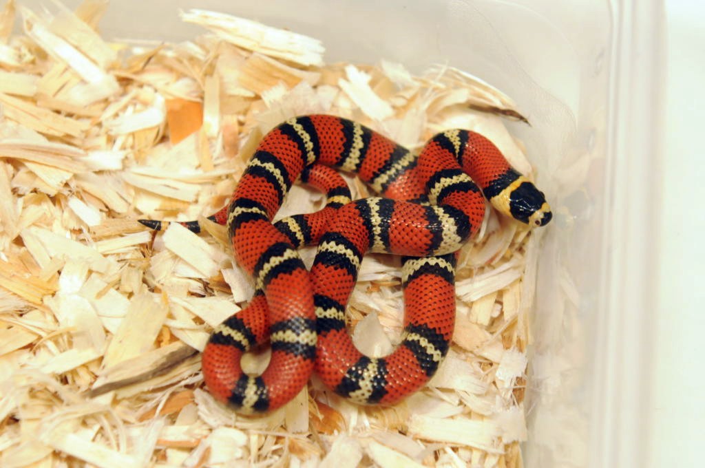 Atlantic Central American Milk Snake, Lampropeltis triangulum polyzona