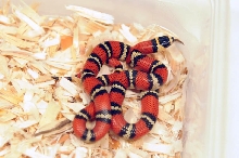 Atlantic Central American Milk Snake, Lampropeltis triangulum polyzona