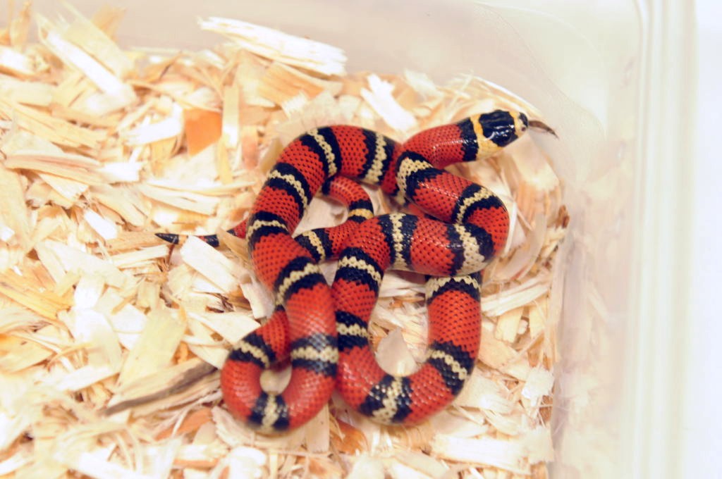 Atlantic Central American Milk Snake, Lampropeltis triangulum polyzona