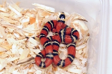 Atlantic Central American Milk Snake, Lampropeltis triangulum polyzona