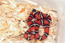 Atlantic Central American Milk Snake, Lampropeltis triangulum polyzona