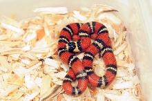 Atlantic Central American Milk Snake, Lampropeltis triangulum polyzona