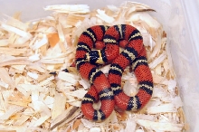 Atlantic Central American Milk Snake, Lampropeltis triangulum polyzona
