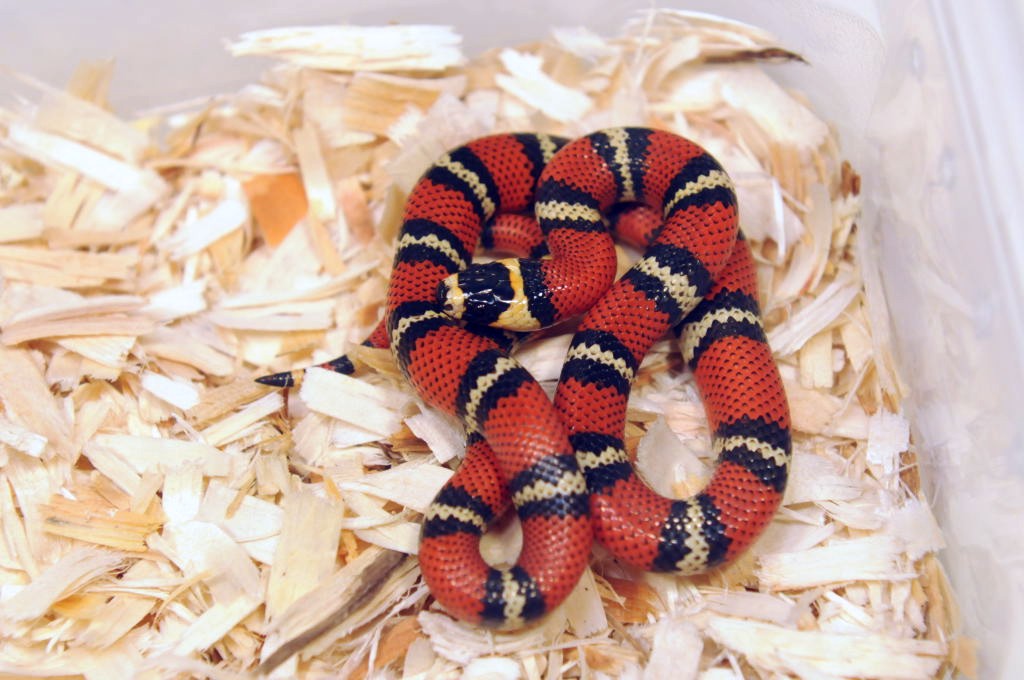 Atlantic Central American Milk Snake, Lampropeltis triangulum polyzona