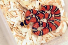 Atlantic Central American Milk Snake, Lampropeltis triangulum polyzona