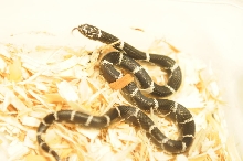 Atlantic Central American Milk Snake, Lampropeltis triangulum polyzona
