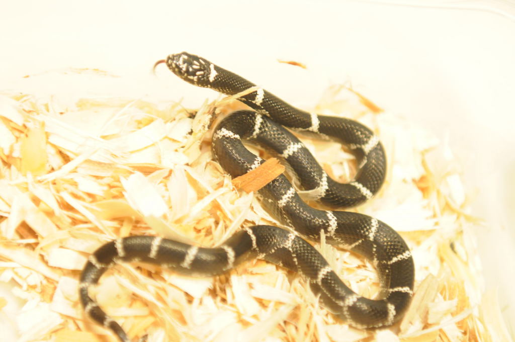 Atlantic Central American Milk Snake, Lampropeltis triangulum polyzona