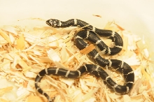 Atlantic Central American Milk Snake, Lampropeltis triangulum polyzona