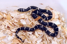 Eastern Kingsnake, Chain Kingsnake, Lampropeltis getula getula, Currituck C