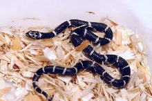 Eastern Kingsnake, Chain Kingsnake, Lampropeltis getula getula, Currituck C