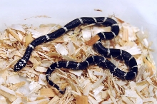 Eastern Kingsnake, Chain Kingsnake, Lampropeltis getula getula, Currituck C