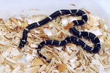 Eastern Kingsnake, Chain Kingsnake, Lampropeltis getula getula, Currituck C
