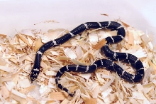 Eastern Kingsnake, Chain Kingsnake, Lampropeltis getula getula, Currituck C