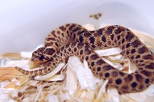 Mexican Hognose Snake, Heterodon nasicus kennerlyi,  2013 hatchling produce