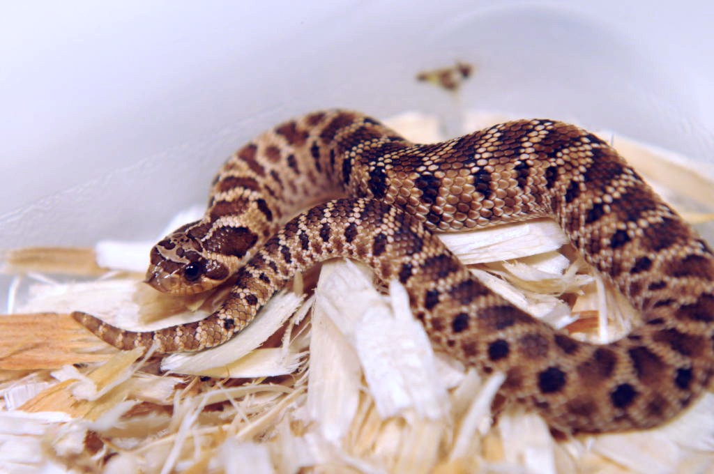 Mexican Hognose Snake, Heterodon nasicus kennerlyi,  2013 hatchling produce