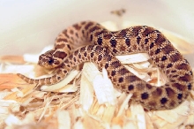 Mexican Hognose Snake, Heterodon nasicus kennerlyi,  2013 hatchling produce