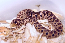 Mexican Hognose Snake, Heterodon nasicus kennerlyi,  2013 hatchling produce