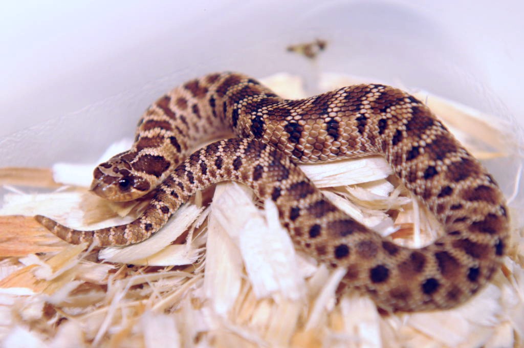 Mexican Hognose Snake, Heterodon nasicus kennerlyi,  2013 hatchling produce