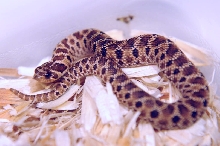 Mexican Hognose Snake, Heterodon nasicus kennerlyi,  2013 hatchling produce