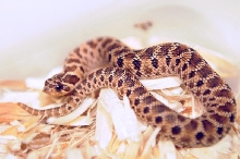 Mexican Hognose Snake, Heterodon nasicus kennerlyi,  2013 hatchling produce