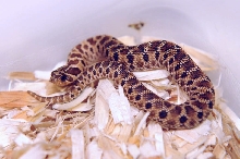 Mexican Hognose Snake, Heterodon nasicus kennerlyi,  2013 hatchling produce