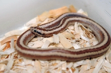 2013 Rosy boa produced by Leah Aldridge photographed by Jeff Barringer