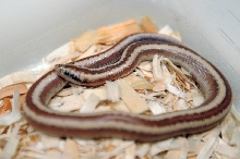2013 Rosy boa produced by Leah Aldridge photographed by Jeff Barringer