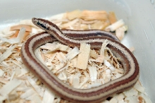 2013 Rosy boa produced by Leah Aldridge photographed by Jeff Barringer