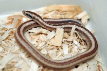 2013 Rosy boa produced by Leah Aldridge photographed by Jeff Barringer