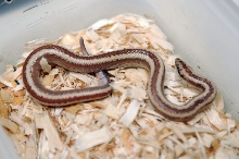 2013 Rosy boa produced by Leah Aldridge photographed by Jeff Barringer