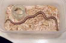 2013 Rosy boa produced by Leah Aldridge photographed by Jeff Barringer