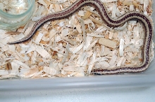 2013 Rosy boa produced by Leah Aldridge photographed by Jeff Barringer