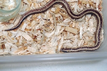 2013 Rosy boa produced by Leah Aldridge photographed by Jeff Barringer