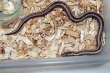 2013 Rosy boa produced by Leah Aldridge photographed by Jeff Barringer